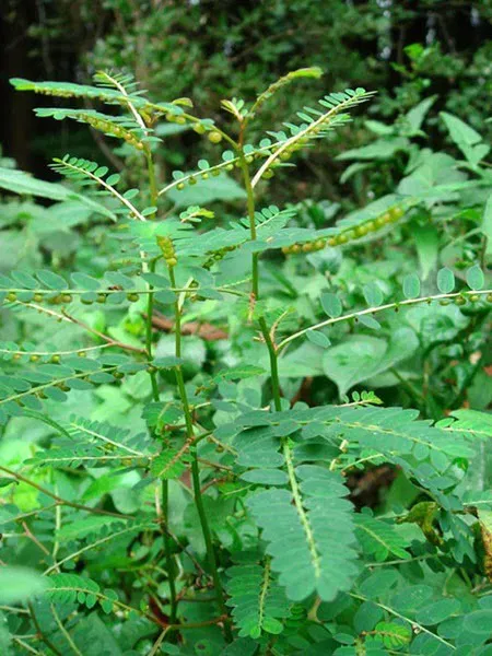 Đừng bỏ qua tác dụng ít ai biết của cây chó đẻ răng cưa