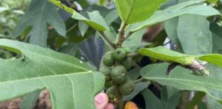 Cây vú bò – Vị thuốc kiện tỳ bổ phế