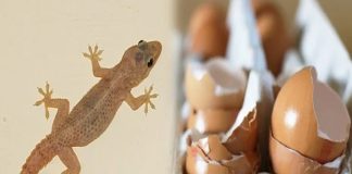 Có quá nhiều thạch sùng trong nhà, mách bạn mẹo nhỏ khiến chúng ‘một đi không trở lại’