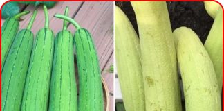 Mua mướp chọn vỏ xanh đậm hay nhạt mới ngon: Người trồng chỉ cách chọn chuẩn, đảm bảo ngọt thơm