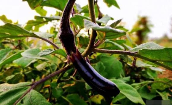 cà tím, kiêng kị