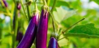 Bác sĩ nhắc nhở: 4 nhóm người này nên hạn chế ăn cà tím, có những điều kiêng kỵ khi ăn cà tím!