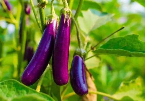 cà tím, kiêng kị