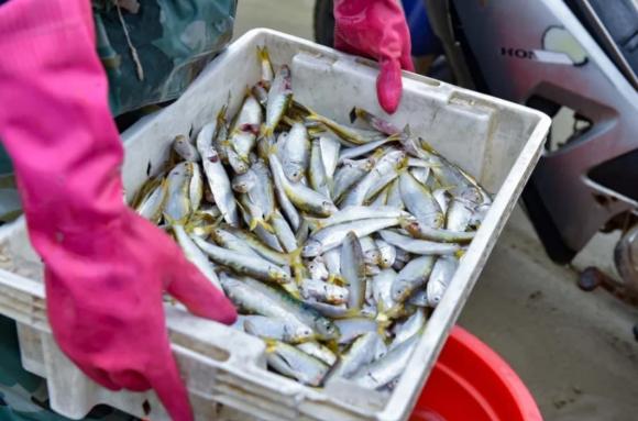 cá trích, giá trị dinh dưỡng của cá trích, cá hồi