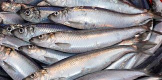 Ở Việt Nam có loại cá giàu Omega ngang ngửa cá hồi, nhưng giá rẻ bằng 1/4, ngoài chợ bán đầy không ăn quá phí