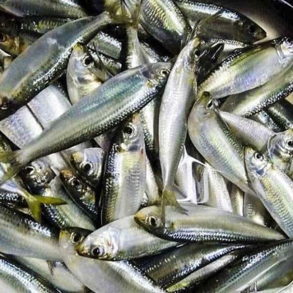 cá trích, giá trị dinh dưỡng của cá trích, cá hồi