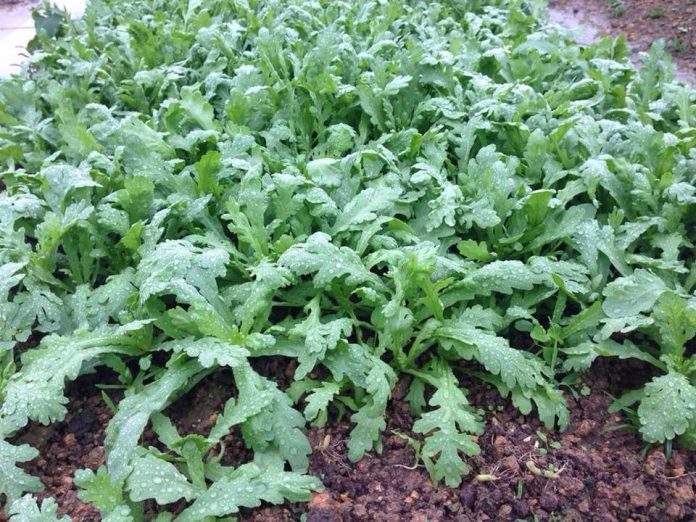 cai-cuc_3f16cdeed96e442998685fa2