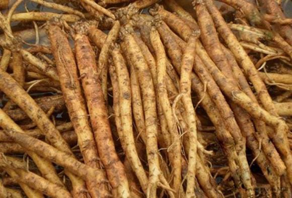 cát sâm, dược liệu, bài thuốc dân gian