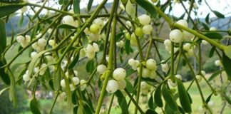 Khám phá 7 tác dụng của tầm gửi cây gạo đối với sức khỏe