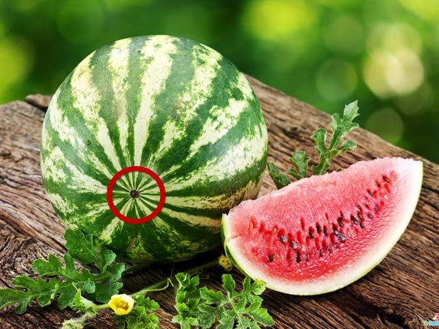 Phân biệt dáng quả dưa hấu