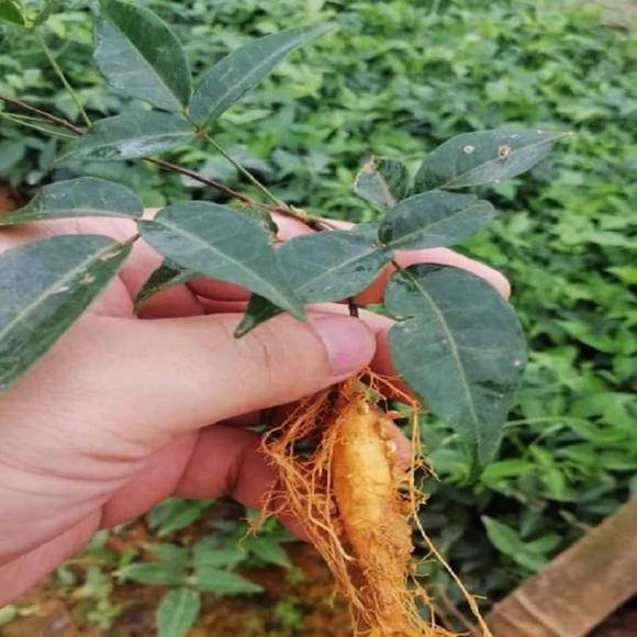 cát sâm, dược liệu, bài thuốc dân gian