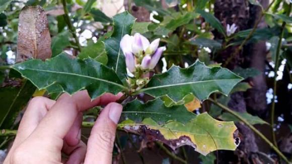 Cây ô rô, công dụng của cây ô rô