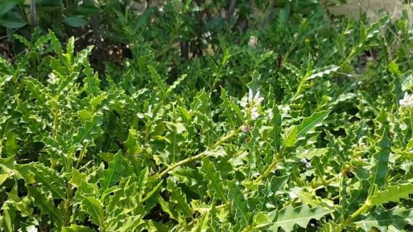 Cây ô rô, công dụng của cây ô rô