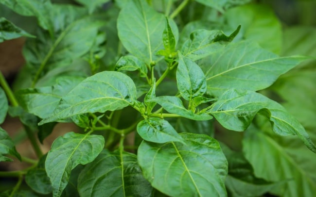 Hái hết quả ớt đừng bỏ phí bộ phận này của cây, thơm ngon nhiều chất