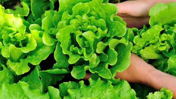 nhung-loai-rau-mua-he-de-nhiem-ky-sinh-trung-va-cach-bao-ve-suc-khoe-gia-dinh-32226cf086f44a7ab0796265704a3b96-2