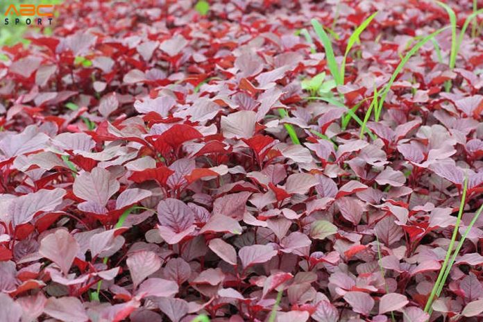 rau-den-bao-nhieu-calo-1