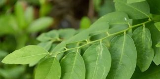 Loại rau cứ cắm xuống đất là mọc tua tủa, giàu sắt hơn thịt bò, giá chỉ 5 nghìn/bó