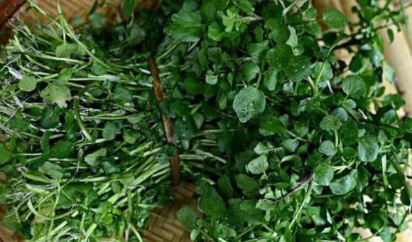 Rau chứa ổ sán, rau cần