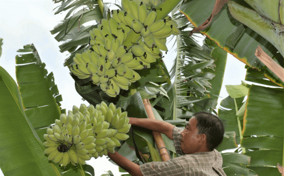 Chuối, tác dụng của chuối