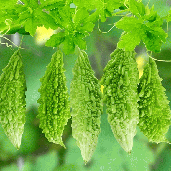 Mướp đắng, công dụng của mướp đắng