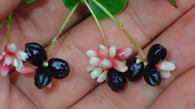 Cây thồm lồm: Tiềm năng chữa bệnh từ vị thuốc thồm lồm