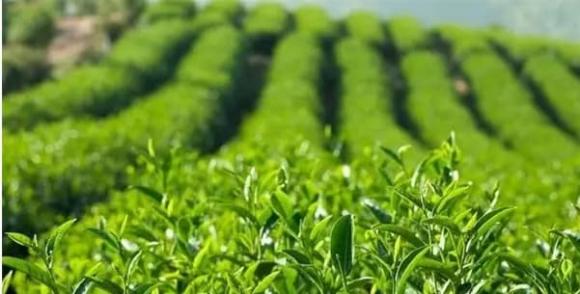 ung thư, thực phẩm chống ung thư