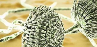 WHO công bố ‘chất gây ung thư hạng nhất’, khuyến cáo mọi người ngừng ăn, khuyên bạn nên kiểm soát chế độ ăn uống