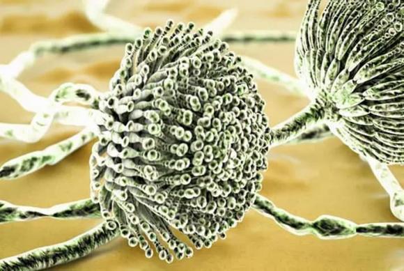 thực phẩm, bệnh gan, ung thư