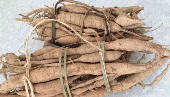 cát sâm, dược liệu, bài thuốc dân gian