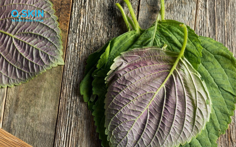 Đắp lá tía tô sai cách khiến mụn bùng phát nghiêm trọng