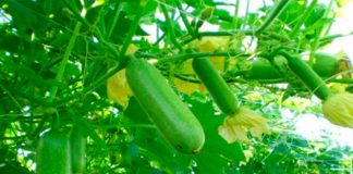 Loại quả leo bờ rào tốt ngang “nhân sâm, thuốc bổ”, xưa không ai ngó ngàng nay thành đặc sản mùa hè, tốt cho sức khoẻ