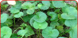 Ra vườn thấy loại rau “bổ hơn thịt, rẻ hơn thuốc” này đừng nhổ bỏ, giữ lại có món ngon