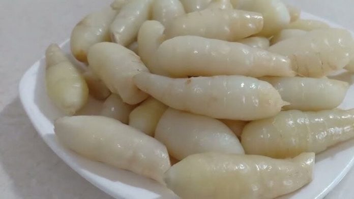 San-vat-duoi-long-dat-xua-danh-cho-nguoi-ngheo-nay-thanh-dac-san-noi-tieng-bo-ngang-nhan-sam-tot-cho-suc-khoe-1