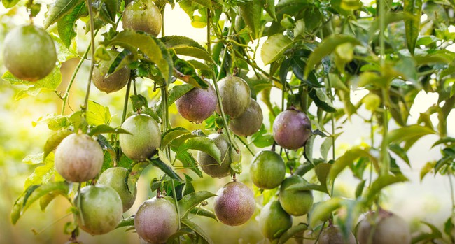 Nước ép "chống nắng" của Phạm Băng Băng, Chương Nhược Nam: Giá rẻ bèo ở Việt Nam, tận dụng có thể làm trắng da, xóa nếp nhăn thần thánh - Ảnh 5.