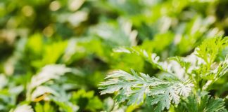 Việt Nam có loại rau là “vua thảo mộc” giúp giảm huyết áp cao, chống oxy hóa cực tốt