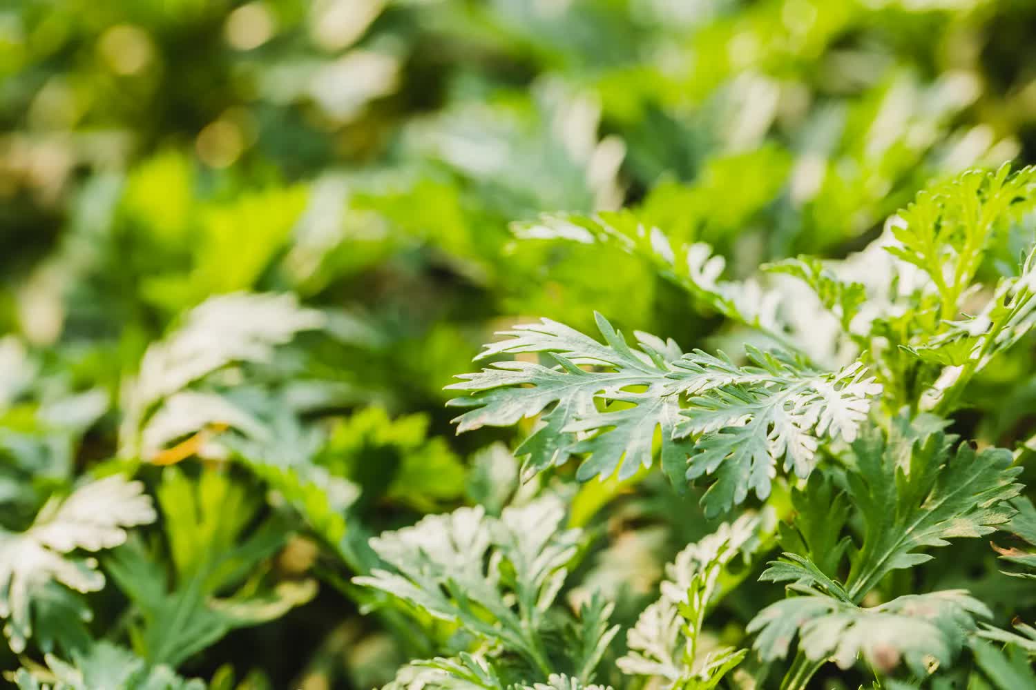 Việt Nam có loại rau là