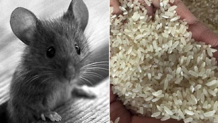 orig---copy--2--1545193898-199-width640height480_schema_article