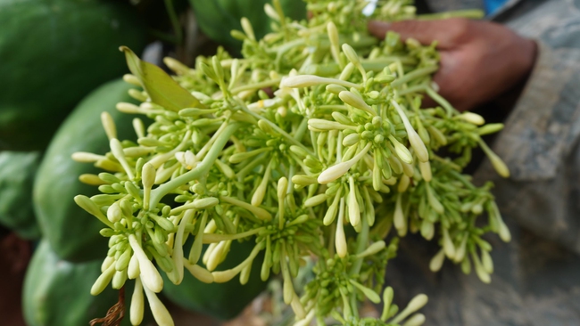 Từ chối phẫu thuật, người phụ nữ về nhà kiên trì uống nước hoa đu đủ đực để tiêu u tuyến giáp, sau 1 năm nhận kết quả bất ngờ - Ảnh 5.