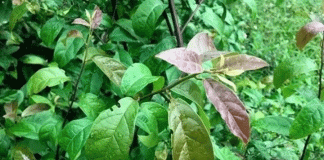 Uống lá xạ đen, lá vối giải độc gan, lại bị gan nặng hơn