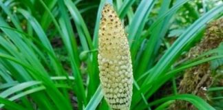 Cây dại giá 280.000/kg, từng bị coi là cỏ hoang nay thành ‘nhân sâm làng quê’