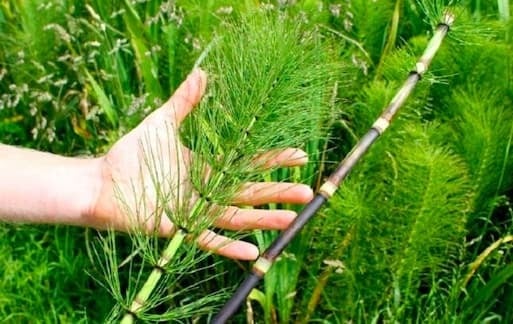 Trong y học cổ truyền, mộc tặc – hay còn gọi là cỏ tháp bút – thường được sử dụng dưới dạng phơi khô hoặc sao vàng hạ thổ. Vị thuốc này có tính bình, vị ngọt hơi đắng, đi vào các kinh phế, can và đởm. 