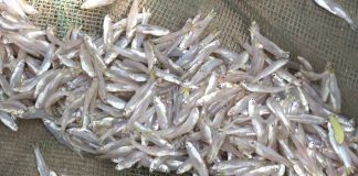 6 loại cá tự nhiên giá rẻ bổ dưỡng như nhân sâm, tổ yến: Gặp là mua ngay kẻo hết