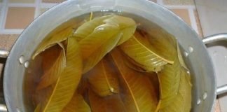 Uống nước lá ổi chữa tiểu đường mỗi ngày có hiệu quả không? Bác sĩ BV Bạch Mai cảnh báo sai lầm