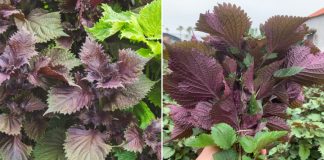 Lá tía tô không chỉ dùng để nấu ăn, có 10 bài thuốc hay từ lá tía tô, ai cũng nên biết