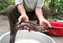 4 loại cá không thể nuôi nhân tạo, đi chợ thấy đừng tiếc tiền mua