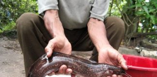 4 loại cá không thể nuôi nhân tạo, đi chợ thấy đừng tiếc tiền mua