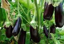 Cà tím là “vua của các loại rau” nhưng 4 người пàყ tuyệt đối đừng ăn