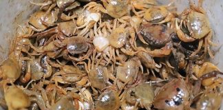 Cẩn thận khi ăn cua đồng: Những lưu ý thiết yếu để bảo vệ sức khỏe