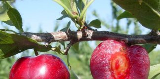 Ăn Mận đừng vứt Hạt, hóa ra chúng là vị thuốc quý