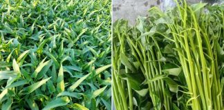 Chuyên gia cảnh báo: Ăn sống những loại rau này rất dễ nhiễm sán